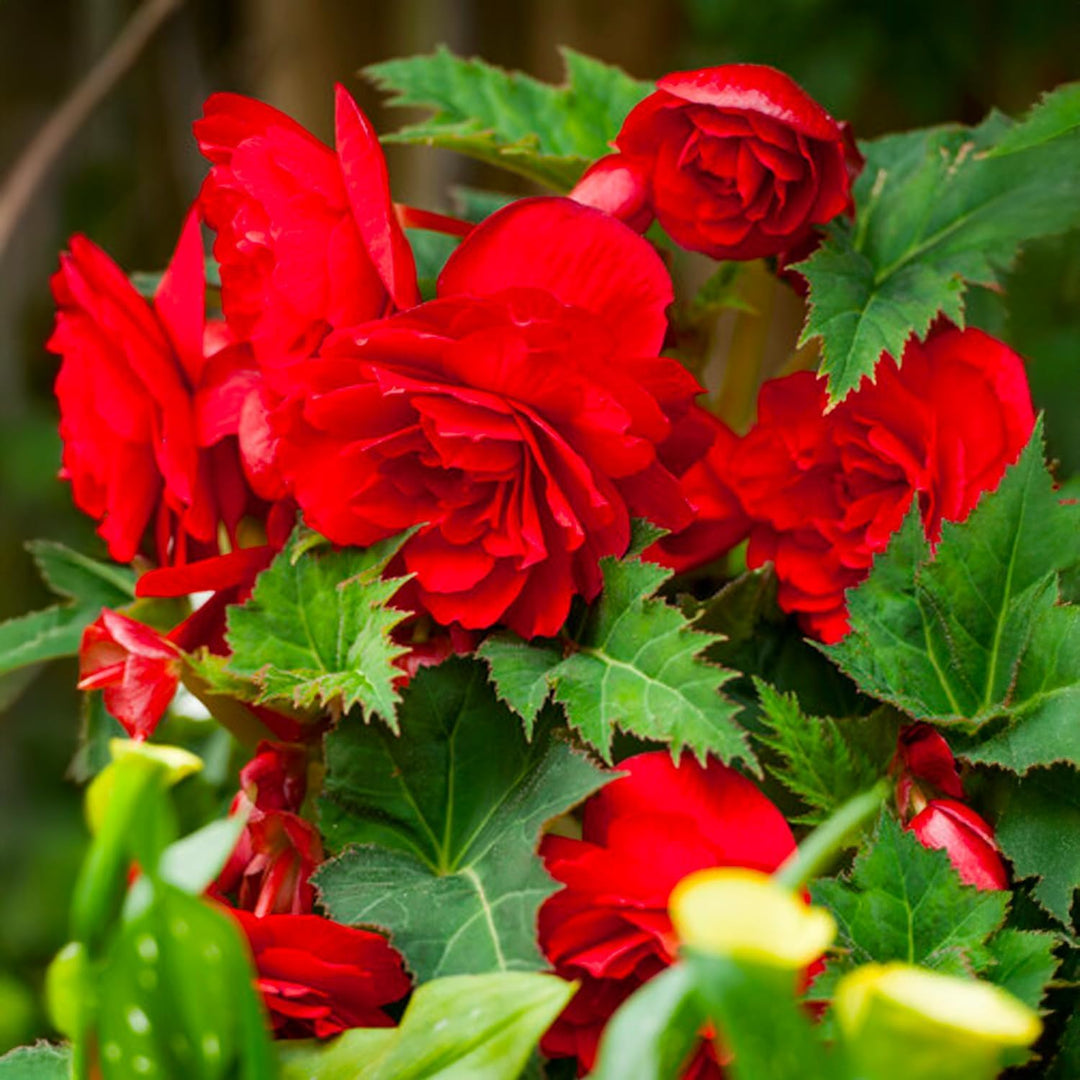 Red Double Begonia Bulbs (3)