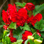 Red Double Begonia Bulbs (3)
