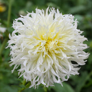 Cactus Dahlia Mix – Orange, Yellow & White Bulbs (3)
