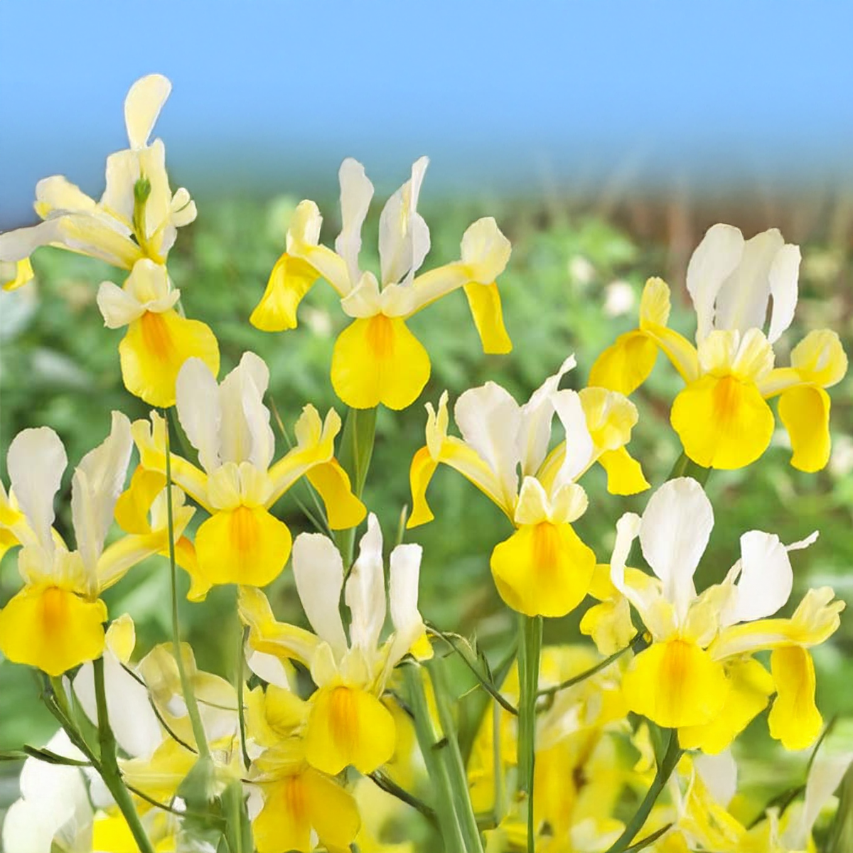 Iris hollandica GIALLO-BIANCO (10 Bulbi)