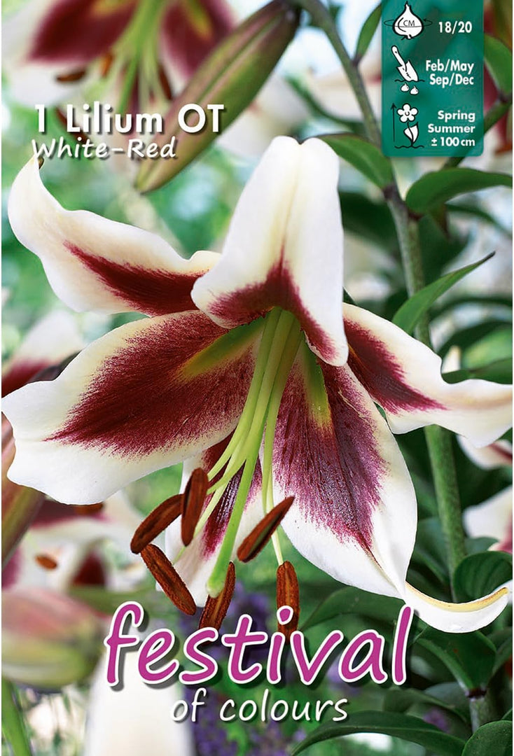 Bulbi di Lilium OT BEVERLY DREAMS (1)