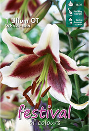 Bulbi di Lilium OT BEVERLY DREAMS (1)