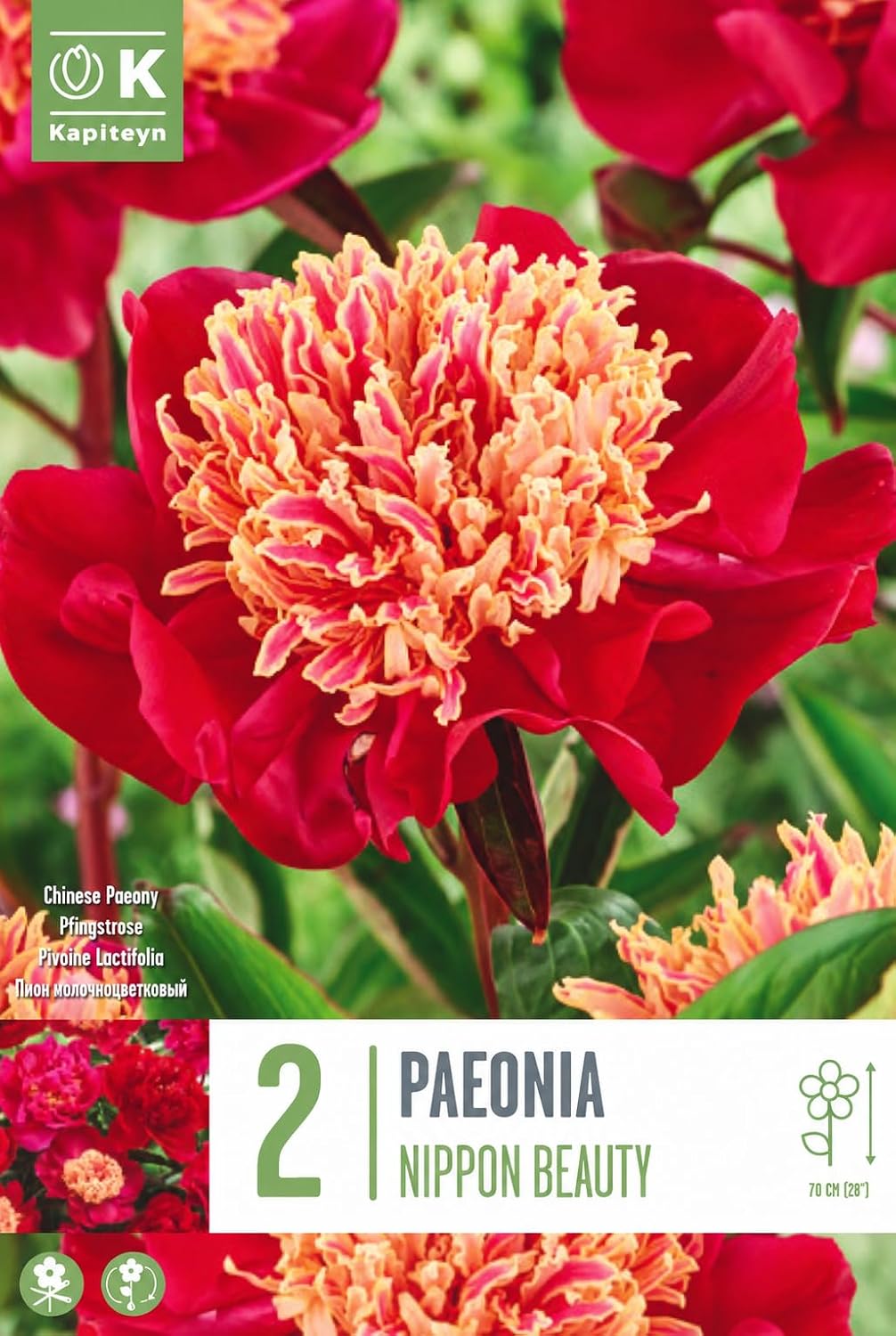 PAEONIA Lactiflora NIPPON BEAUTY (2 Radici)