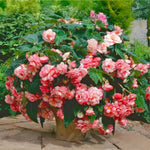 Load image into Gallery viewer, Picotee White Red Begonia Bulbs (3)