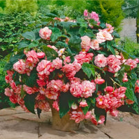 Picotee White Red Begonia Bulbs (3)