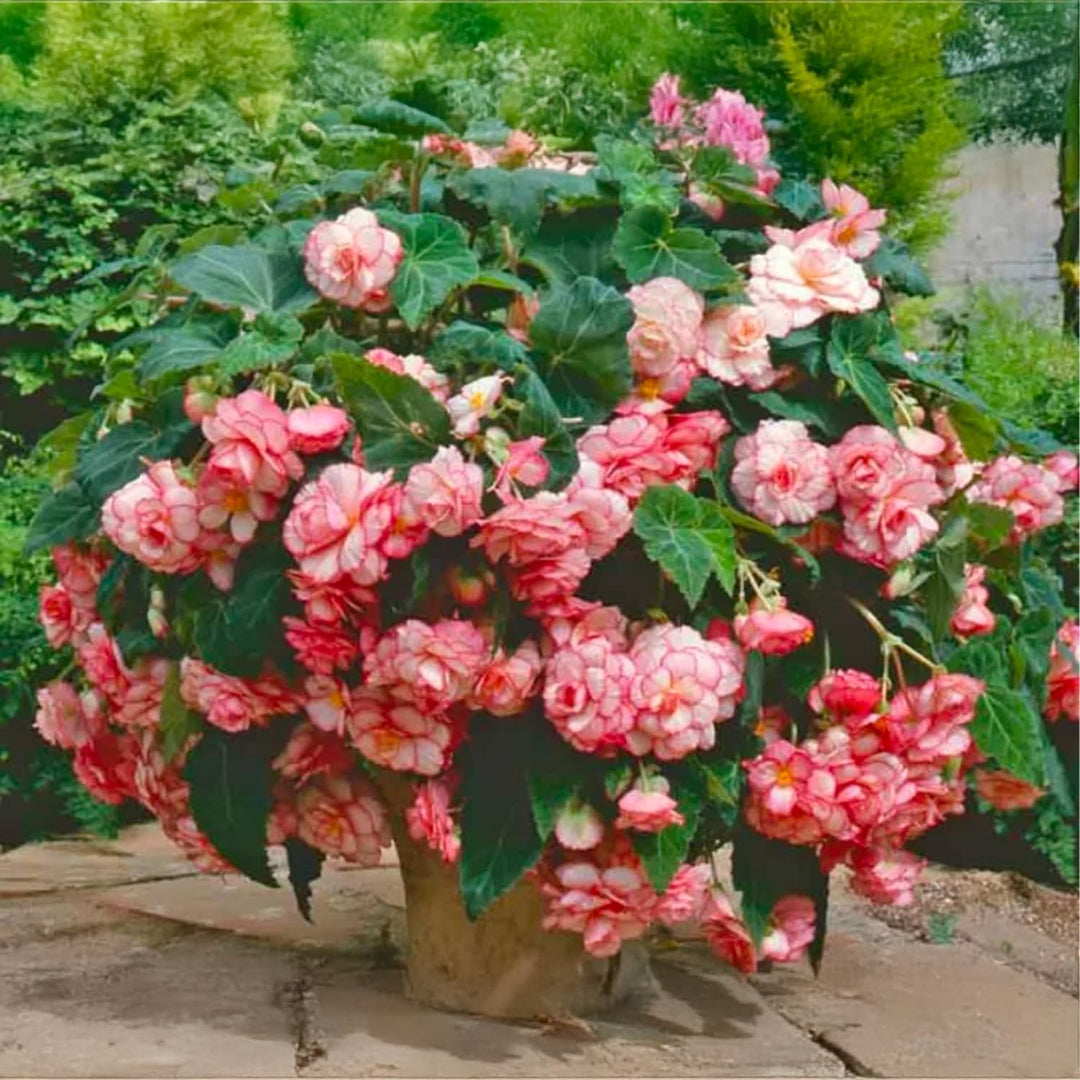 Picotee White Red Begonia Bulbs (3)