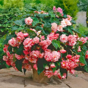 Picotee White Red Begonia Bulbs (3)