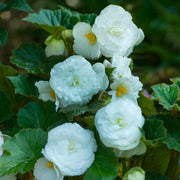 White Double Begonia Bulbs (3)