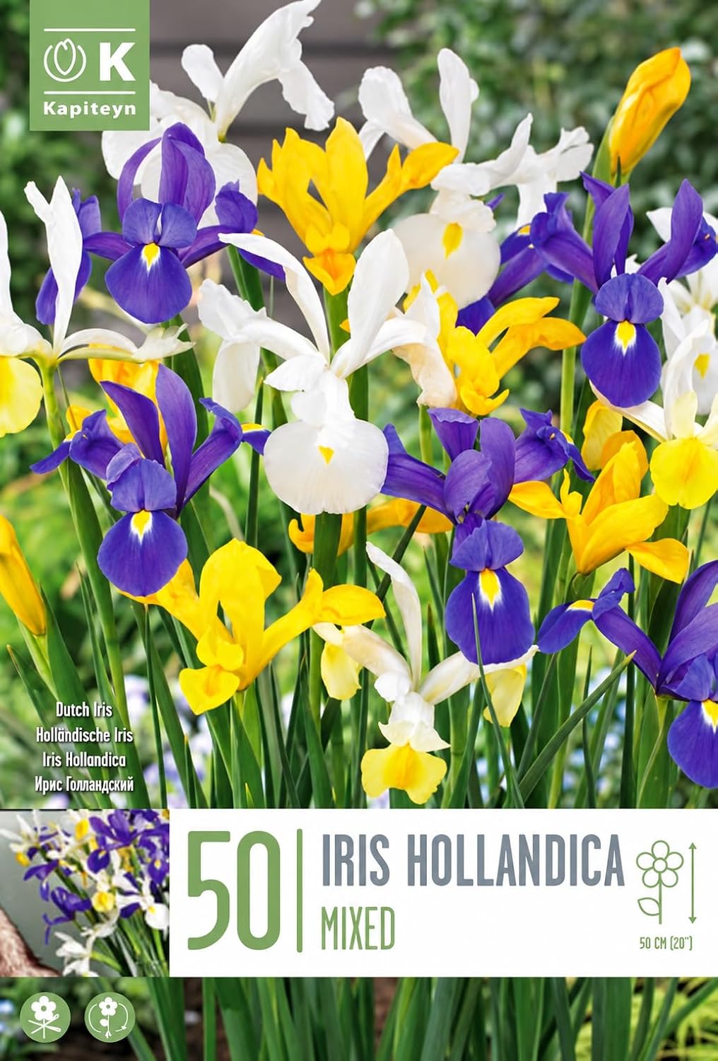 Iris hollandica in miscuglio (50 Bulbi)