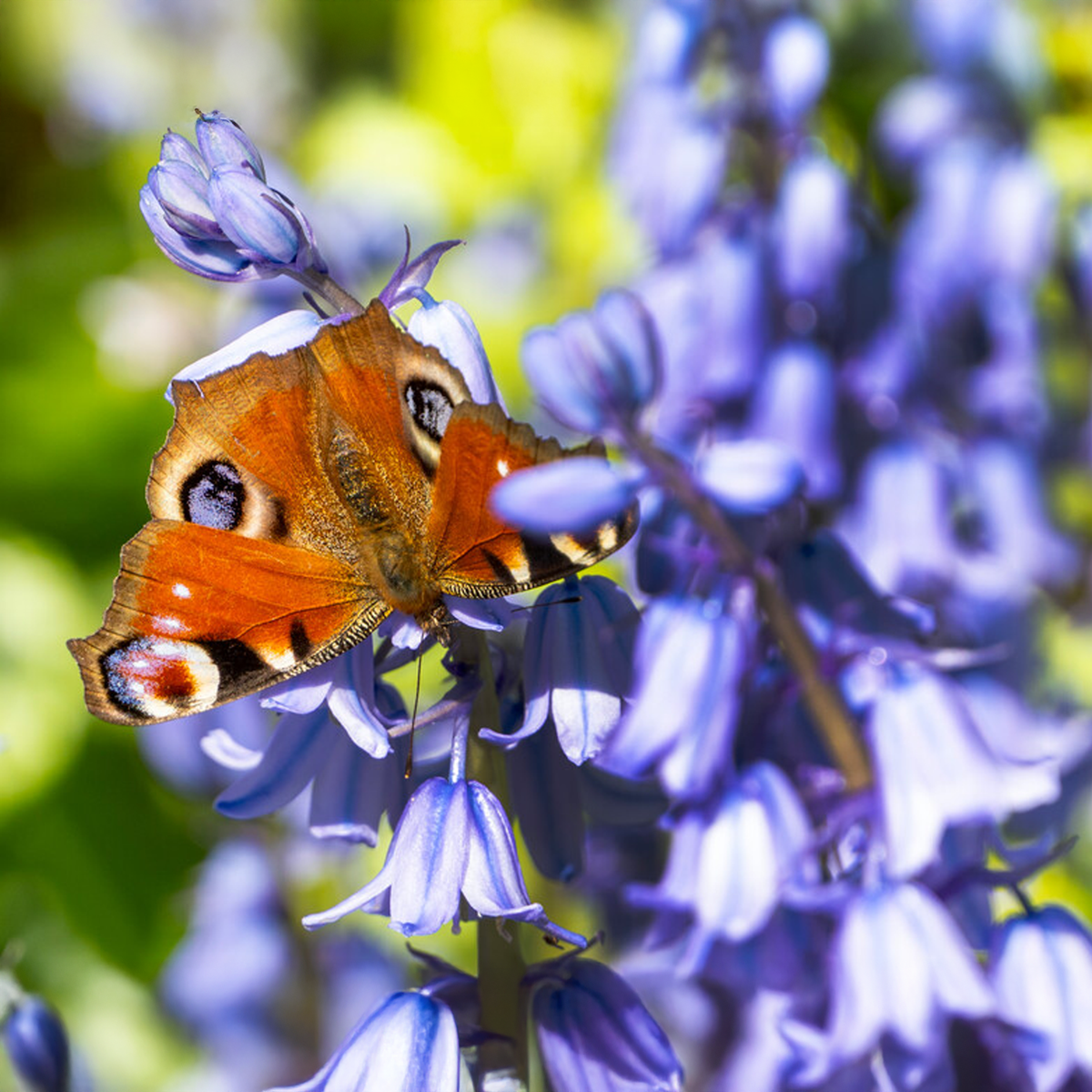 Hyacinthoides hispanica IN MISCUGLIO (15 Bulbi)