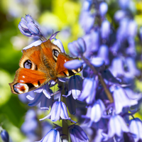 Hyacinthoides hispanica IN MISCUGLIO (15 Bulbi)