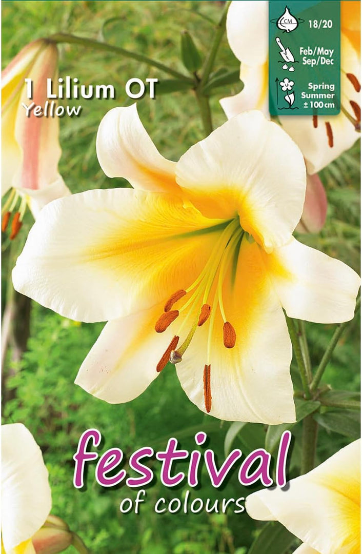 Bulbi di Lilium OT Yellow (1)