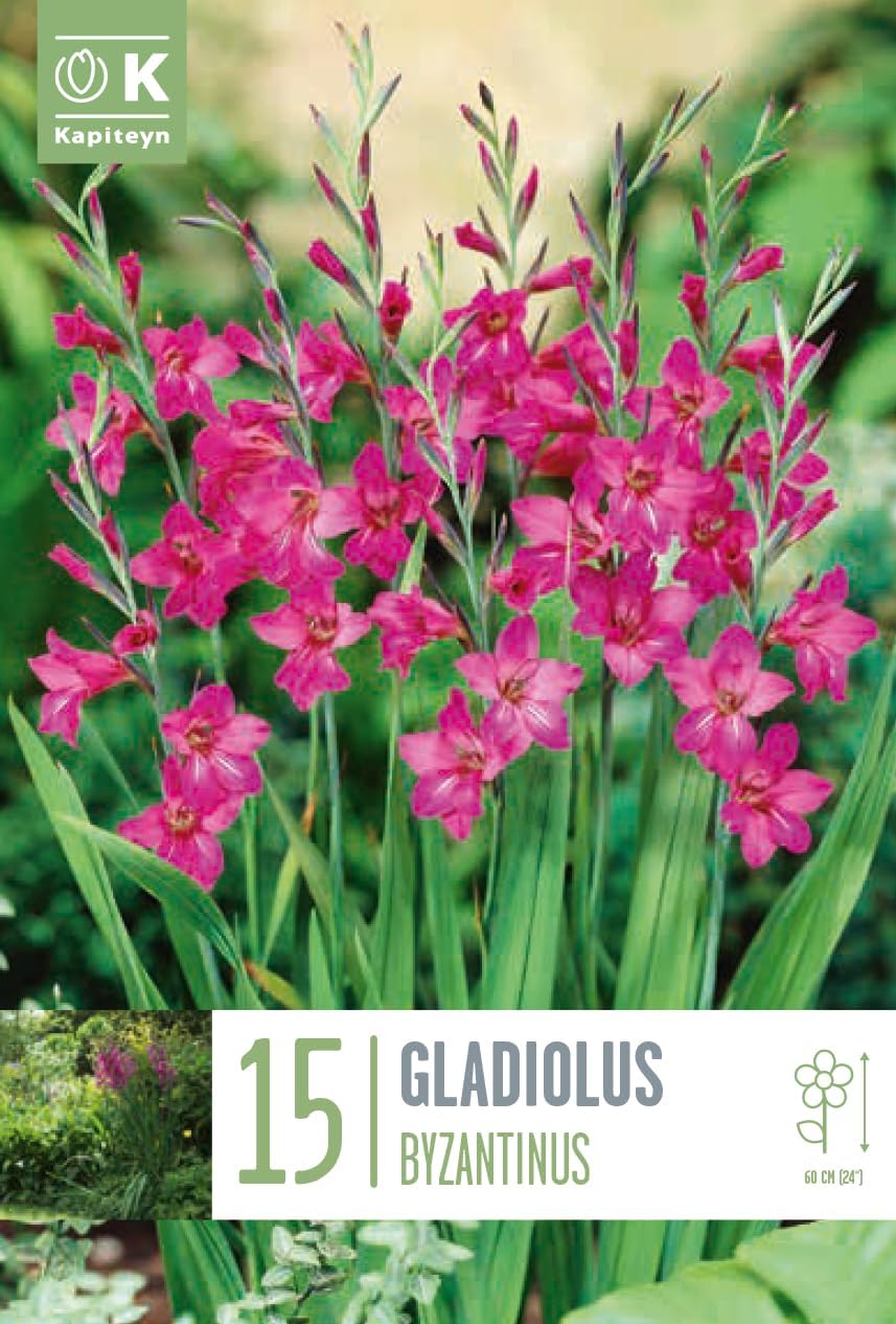GLADIOLUS BYZANTINUS (15 Bulbi)