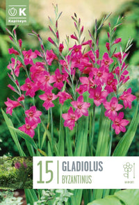GLADIOLUS BYZANTINUS (15 Bulbi)