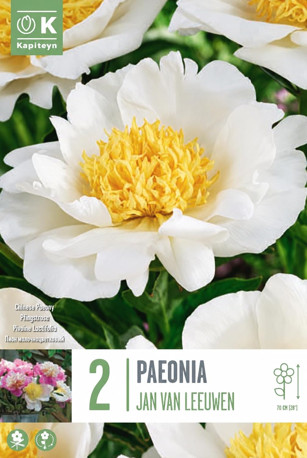 PAEONIA Lactiflora JAN VAN LEEUWEN (2 Radici)