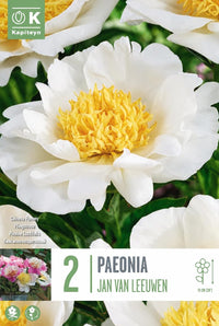 PAEONIA Lactiflora JAN VAN LEEUWEN (2 Radici)