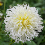 Load image into Gallery viewer, Dahlia “Shades of White” Bulbs (5) – 100 Days to Bloom
