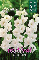 Load image into Gallery viewer, White Gladiolus Bulbs (10)