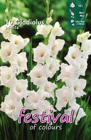 White Gladiolus Bulbs (10)