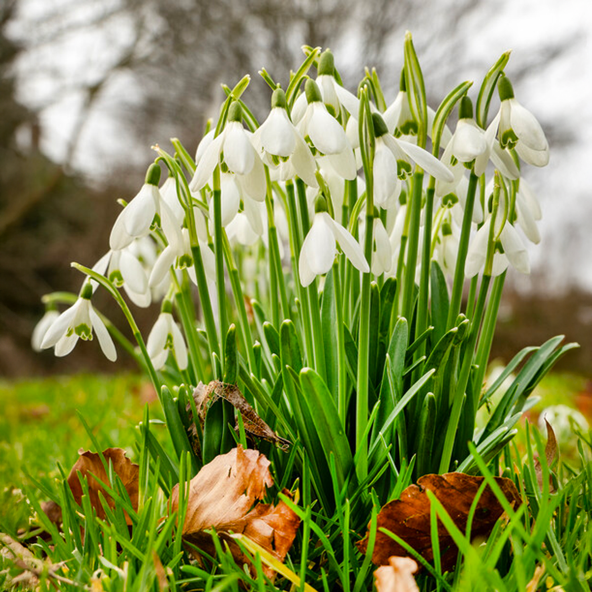 Galanthus nivalis (BUCANEVE) - 10 Bulbi