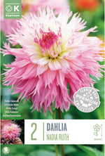 Load image into Gallery viewer, Fringed Dahlia “Nadia Ruth” Bulbs (2)