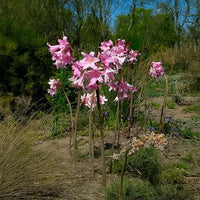 Amaryllis belladonna Bulb (1)