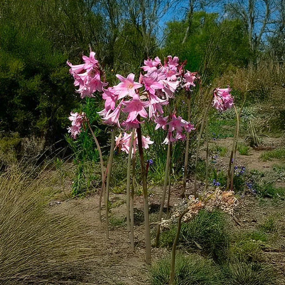 Amaryllis belladonna Bulb (1)