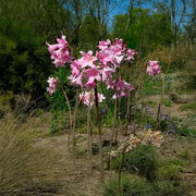 Amaryllis belladonna Bulb (1)
