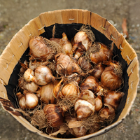 Narcisi BOTANICI IN MISCUGLIO (10 Bulbi)