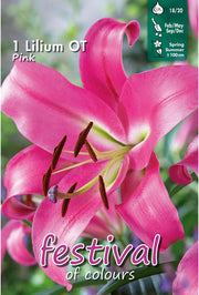 Bulbi di Lilium OT Robina (1)