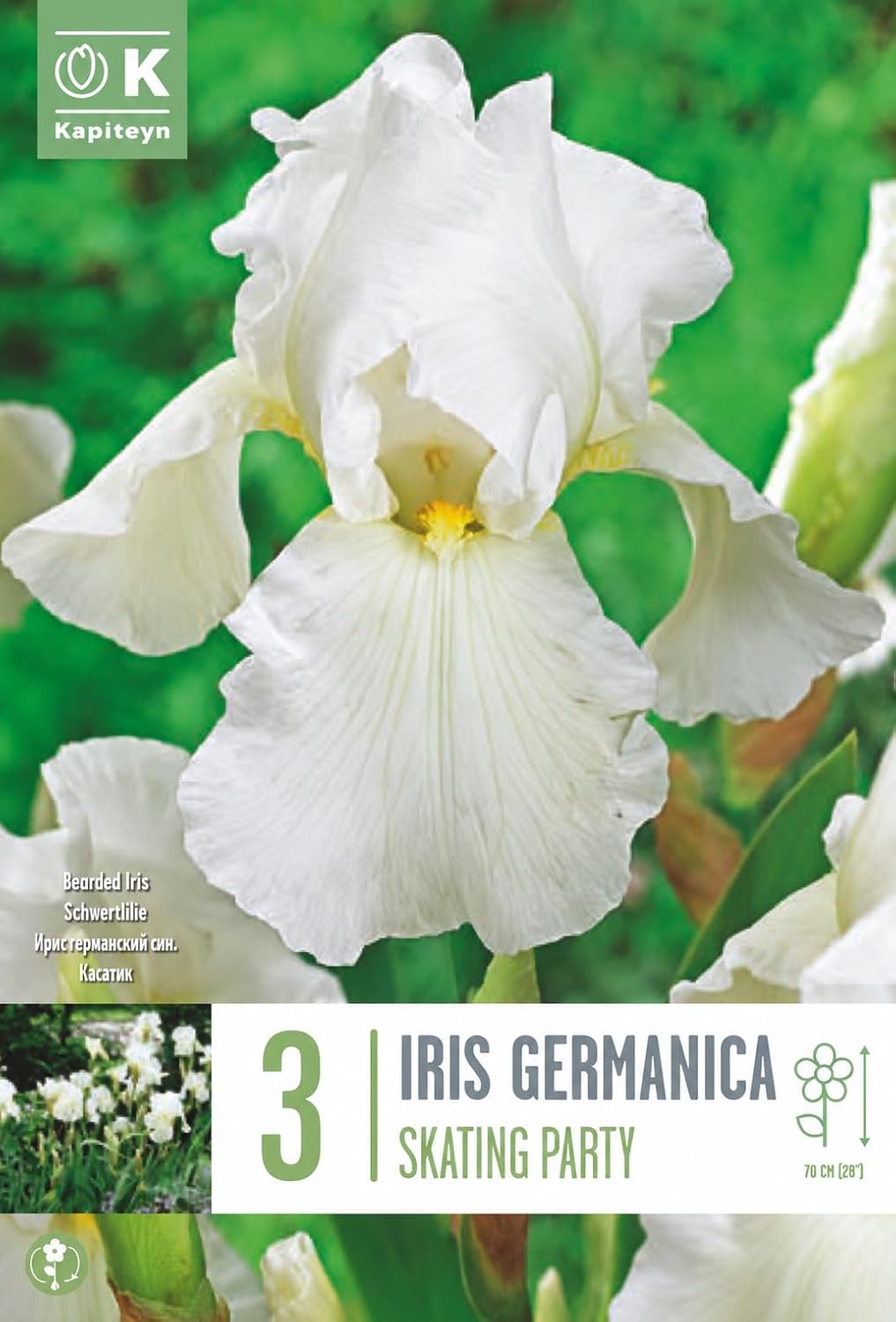 Iris germanica SKATING PARTY (3 Rizomi)