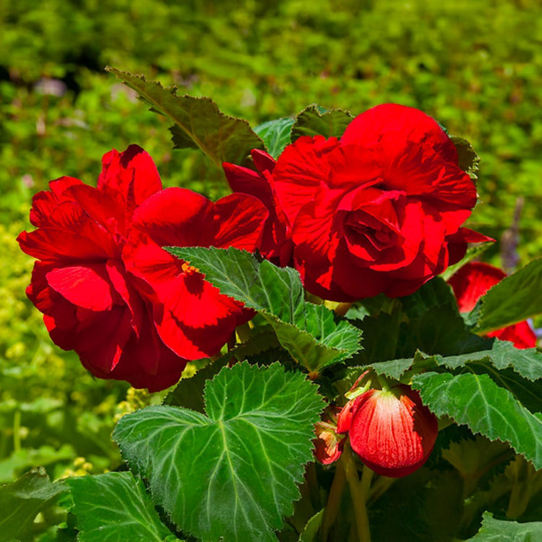 Dark Red Double Begonia Bulbs (3)