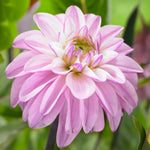 Load image into Gallery viewer, Decorative Dahlia “Soft Tones” Bulbs (3)