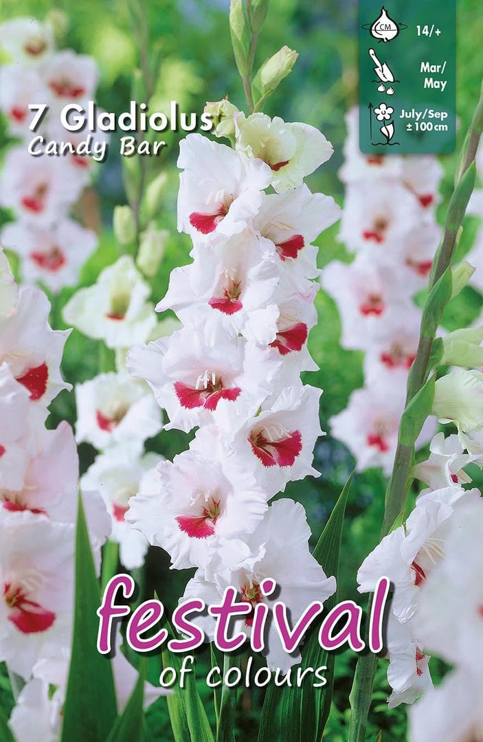 Gladiolus ‘Candy Bar’ Bulbs (7)