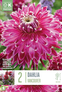 Decorative Dahlia “Vancouver” Bulbs (2)