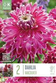 Decorative Dahlia “Vancouver” Bulbs (2)