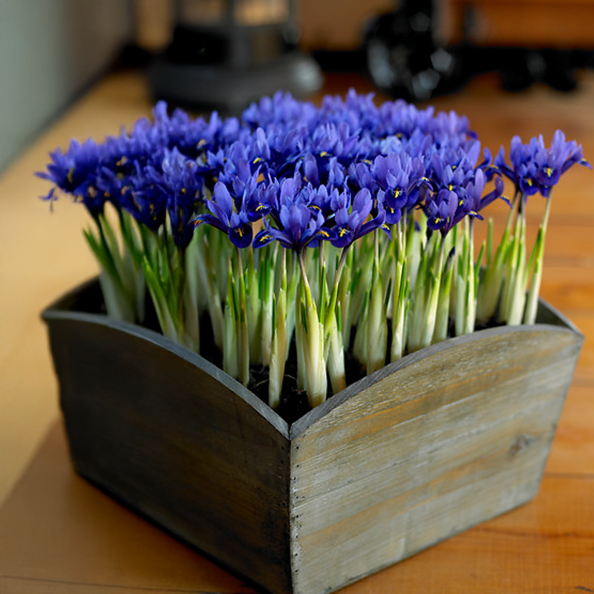 Iris hollandica HARMONY (15 Bulbi)