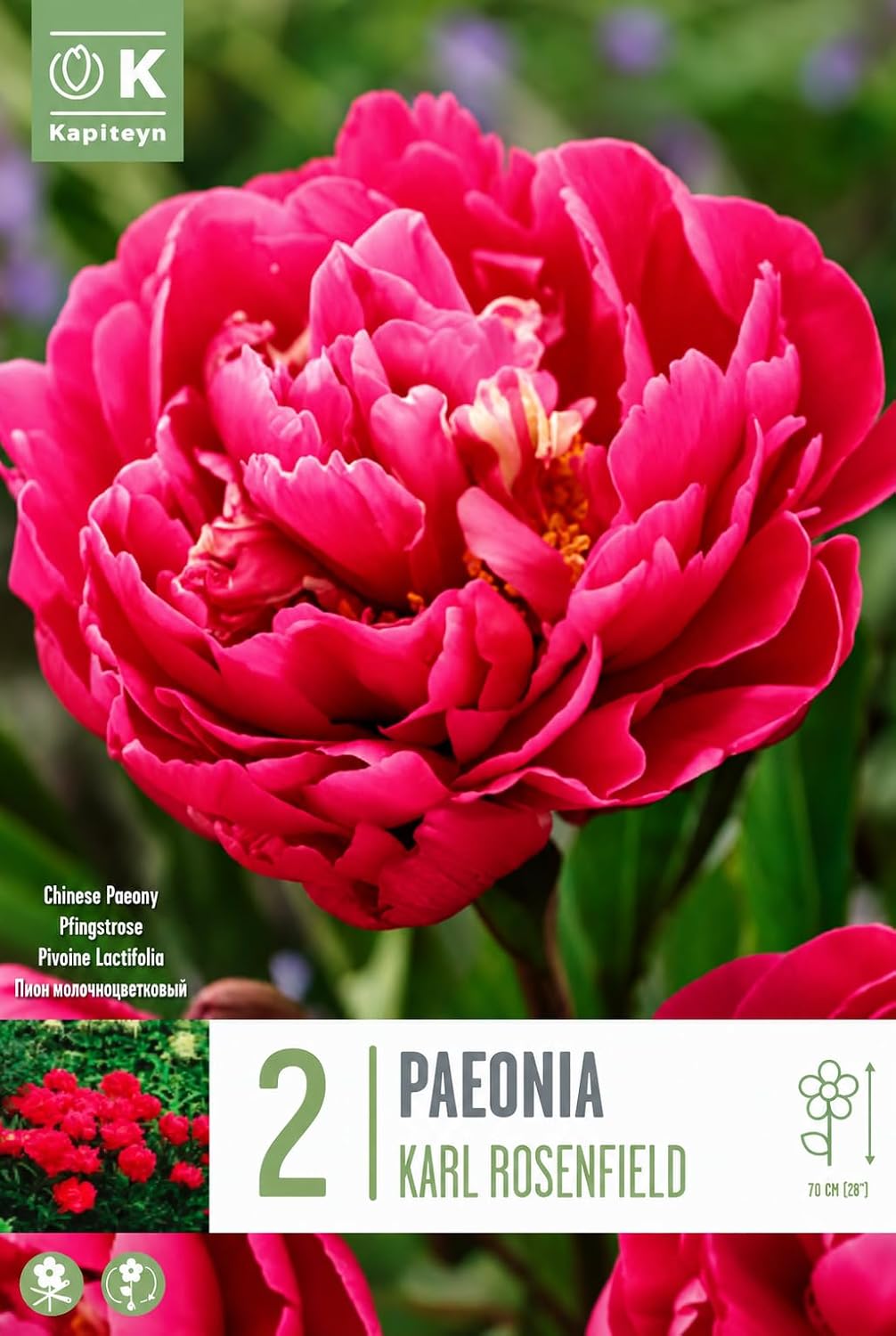 PAEONIA Lactiflora KARL ROSENFIELD (2 Radici)