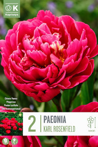 PAEONIA Lactiflora KARL ROSENFIELD (2 Radici)