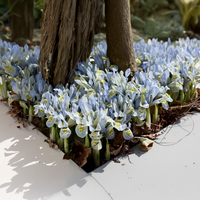 Iris reticulata KATHARINE HODGKIN (10 Bulbi)