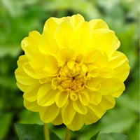 Dahlia “Shades of Yellow” Bulbs (5) – 100 Days to Bloom