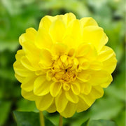 Dahlia “Shades of Yellow” Bulbs (5) – 100 Days to Bloom