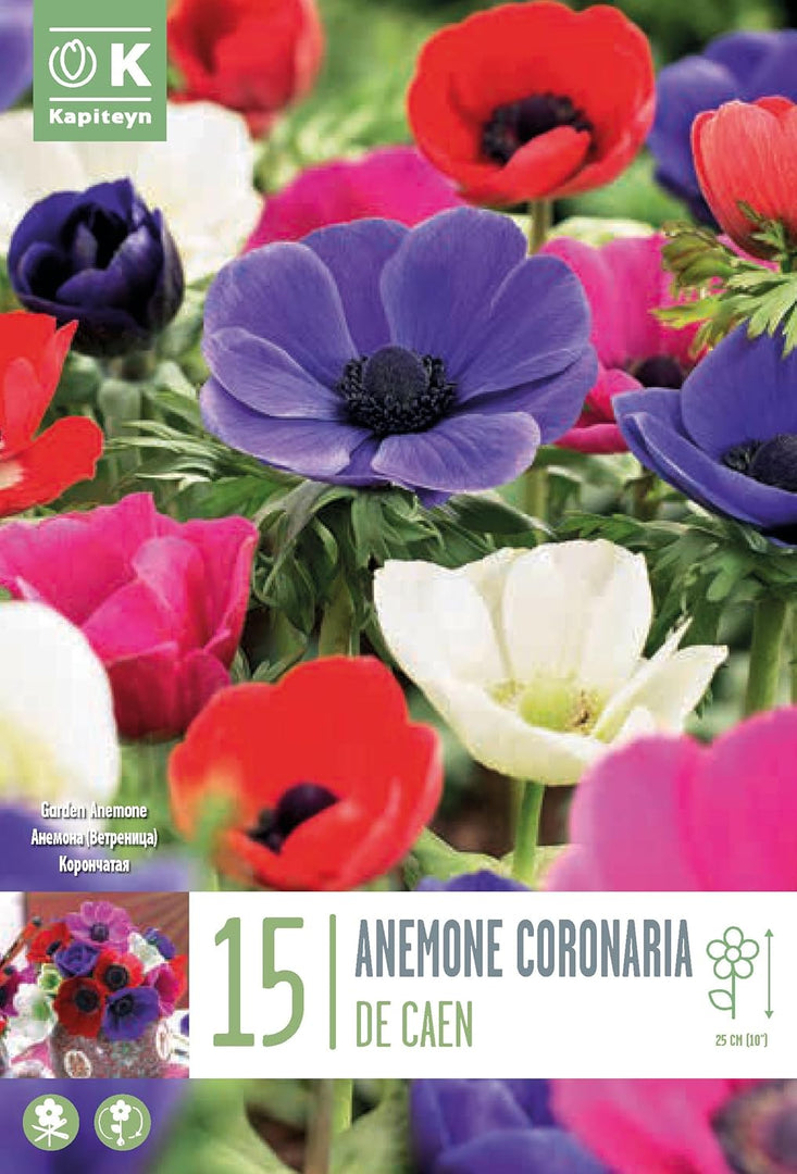 Anemone coronaria “De Caen” Bulbs (15)