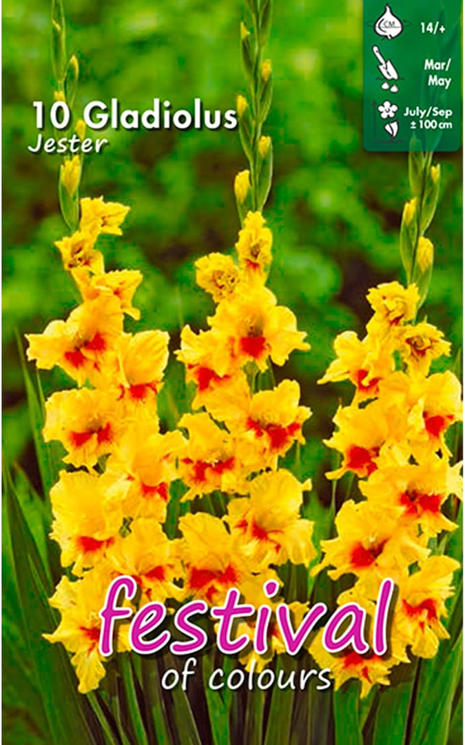 Gladiolus ‘Jester’ Bulbs (7)
