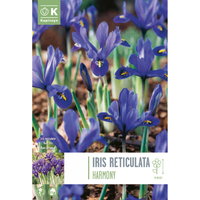Iris hollandica HARMONY (15 Bulbi)