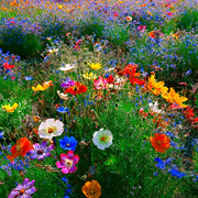 Flower Seed Kit - 5 Seed Bags (Mix of Cosmos bipinnatus, Flowers for Bees, Flowers for Butterflies, Dwarf Japanese Lawn, Tagetes)