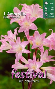 Amaryllis belladonna Bulb (1)