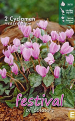 Load image into Gallery viewer, Cyclamen hederifolium Bulbs (2)