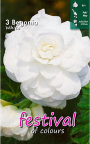 White Double Begonia Bulbs (3)