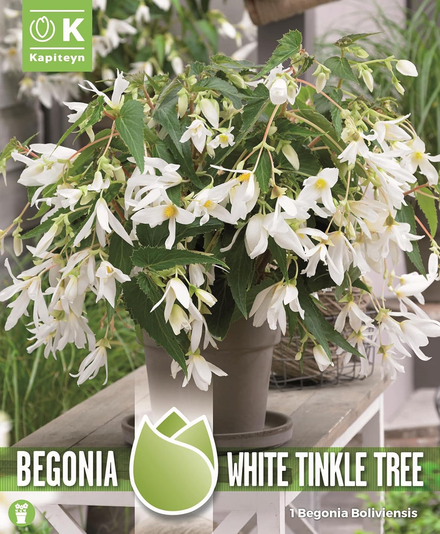 Begonia BOLIVIENSIS WHITE TINKLE TREE (1 Bulbo)